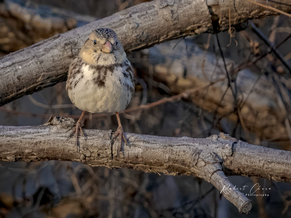 Harris's Sparrow Hangout