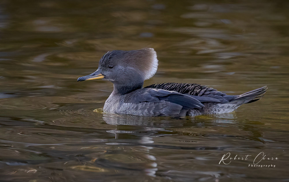 Female Hooded Merganser