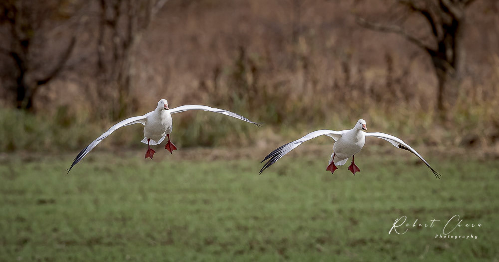 A Pair of Landing Snow Geese