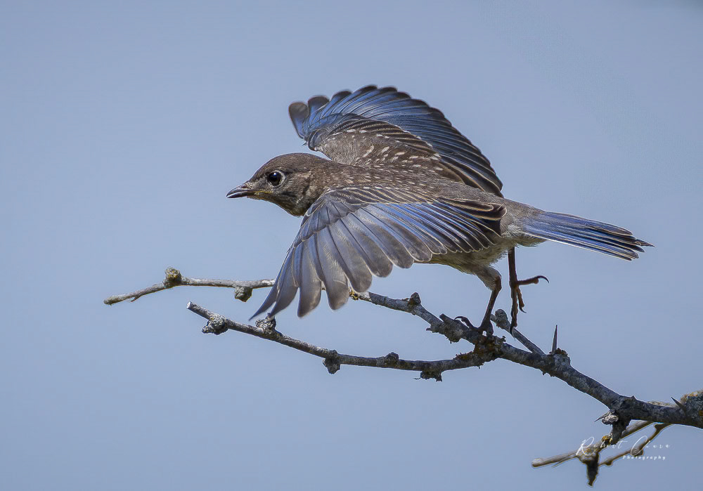 A Startled Starling Step
