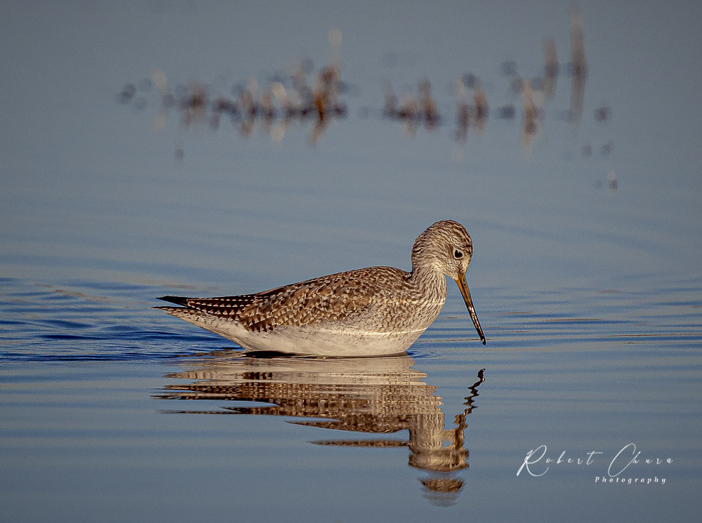 Willet