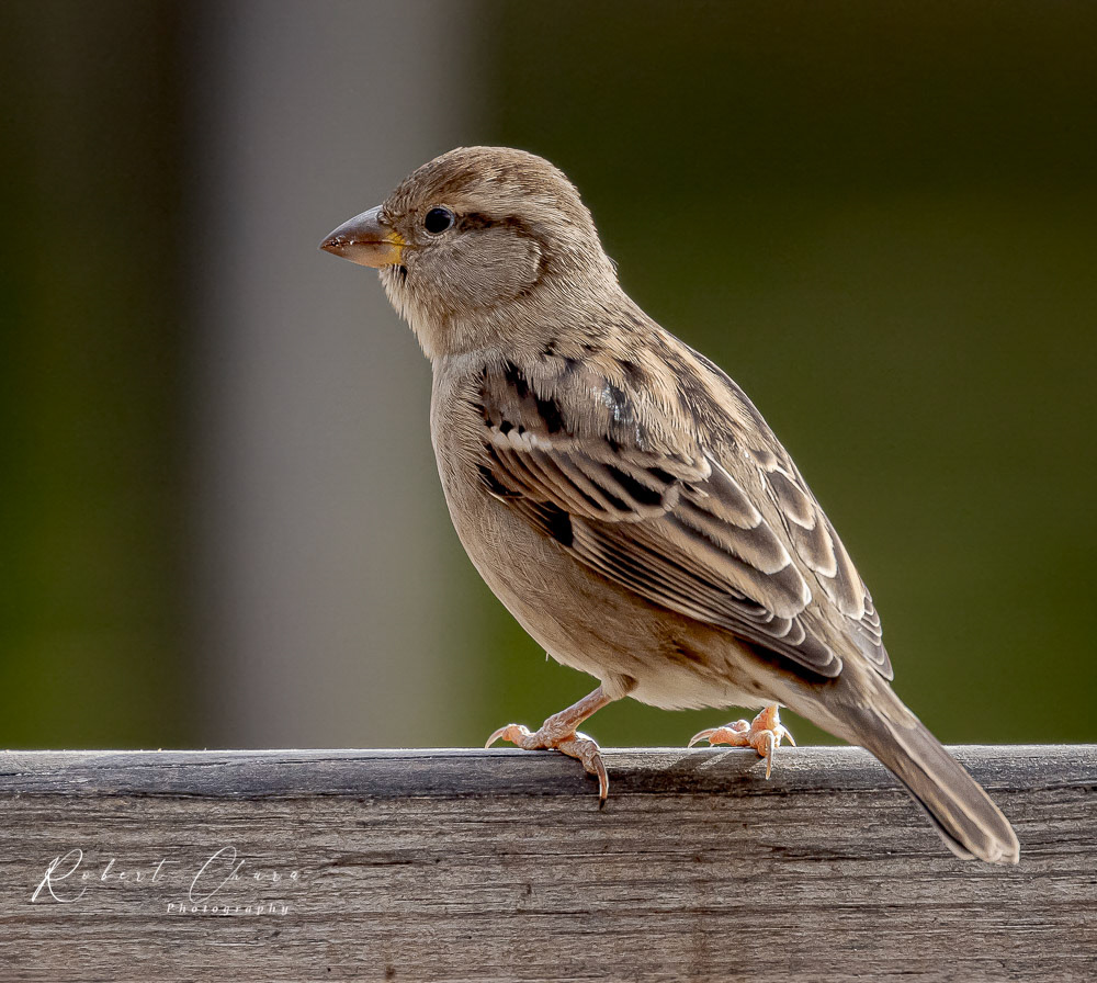 House Sparrow