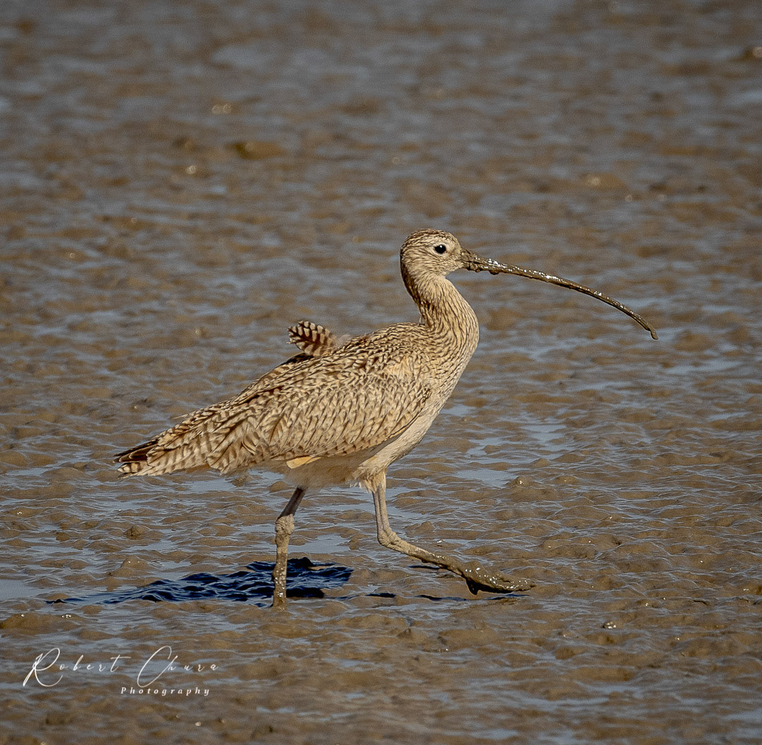 Long-billed Curlew