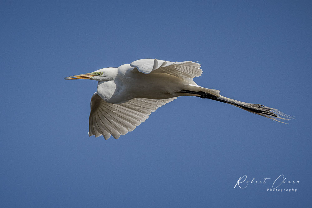 Hairy Feet Egret