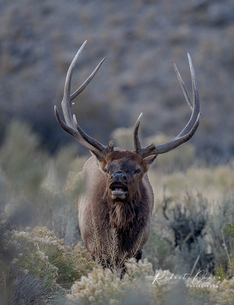 Elk Talk