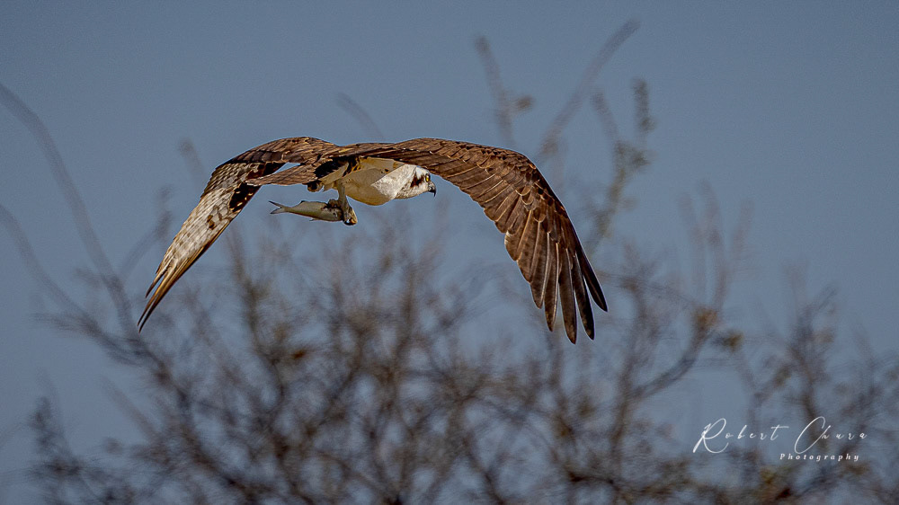 Osprey with Lunch