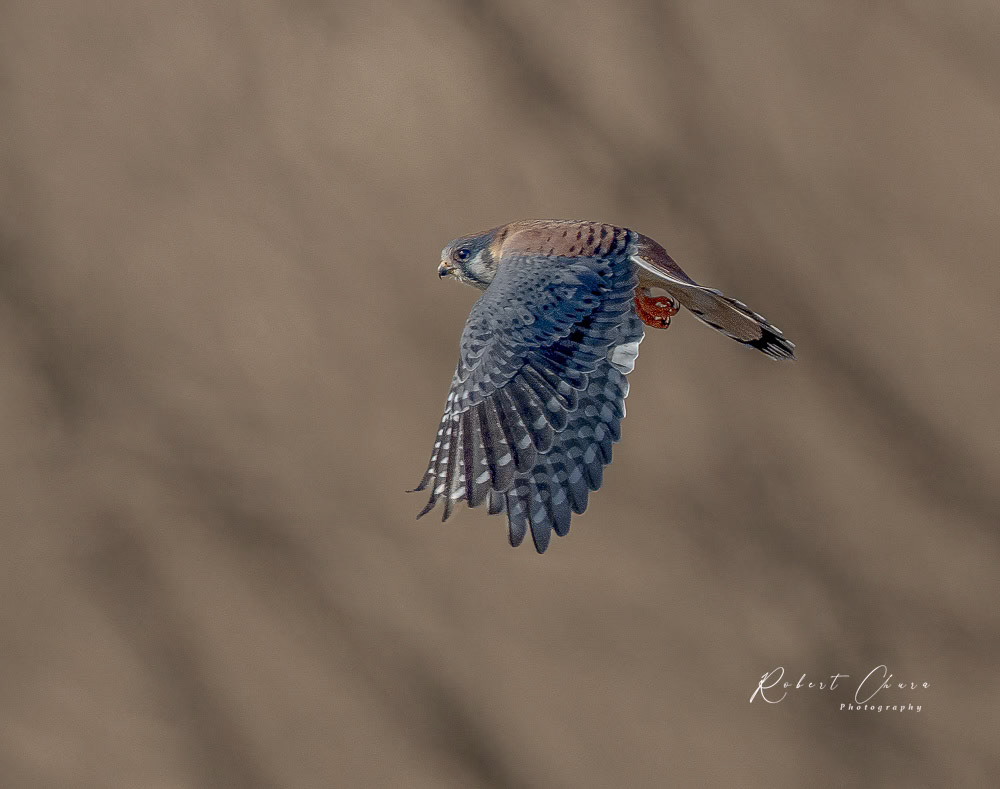 Kestrel Flight Amongst the Trees