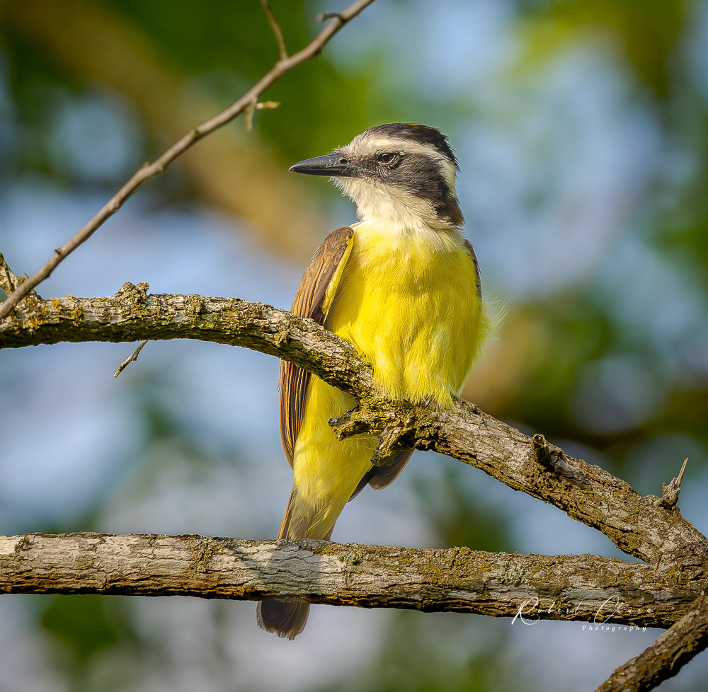 Great Kiskadee