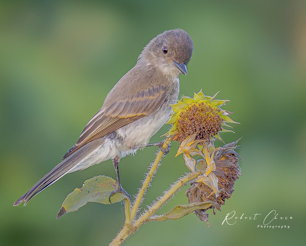 Eastern Phoebe at Village Creeck