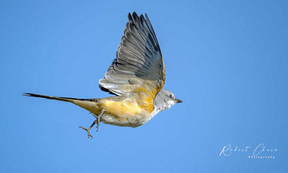 Scissor-tailed Flycatcher roaming the Winds