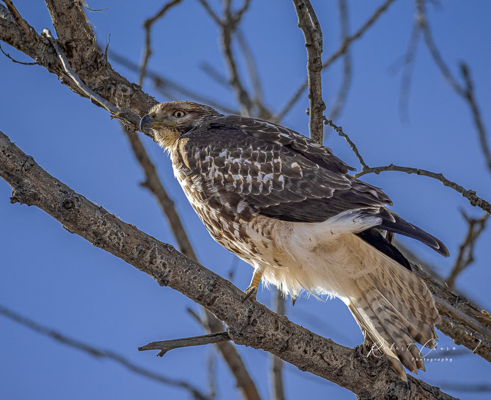 Ferrunginious Hawk Bosque