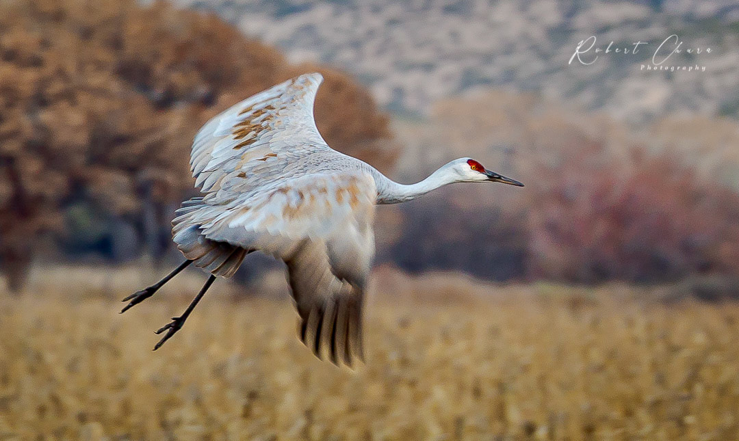 Flight of the Sandhill