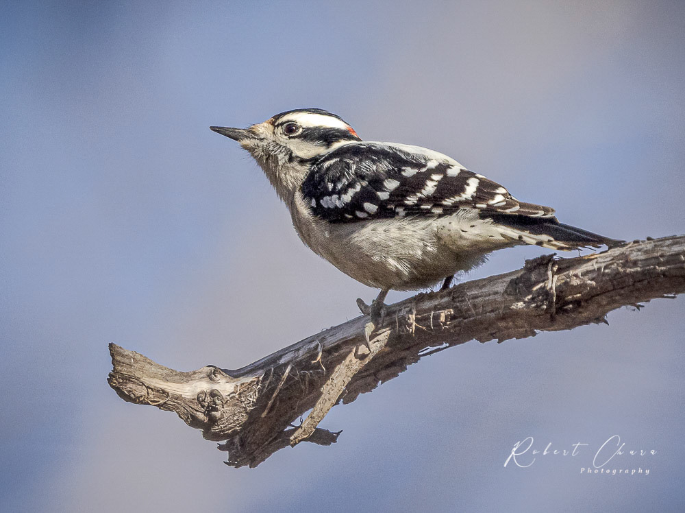 Downy Woodpecker