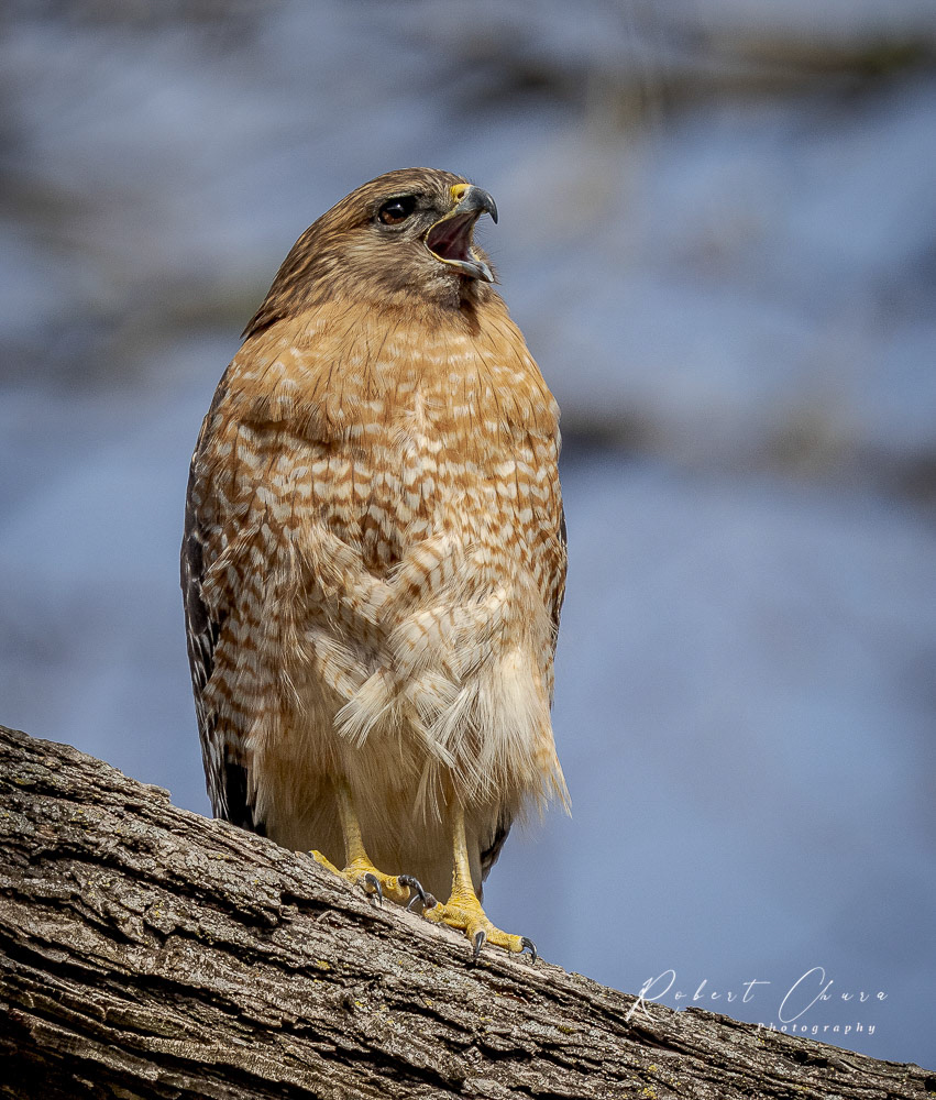 Red Shouldered Hawk Singing
