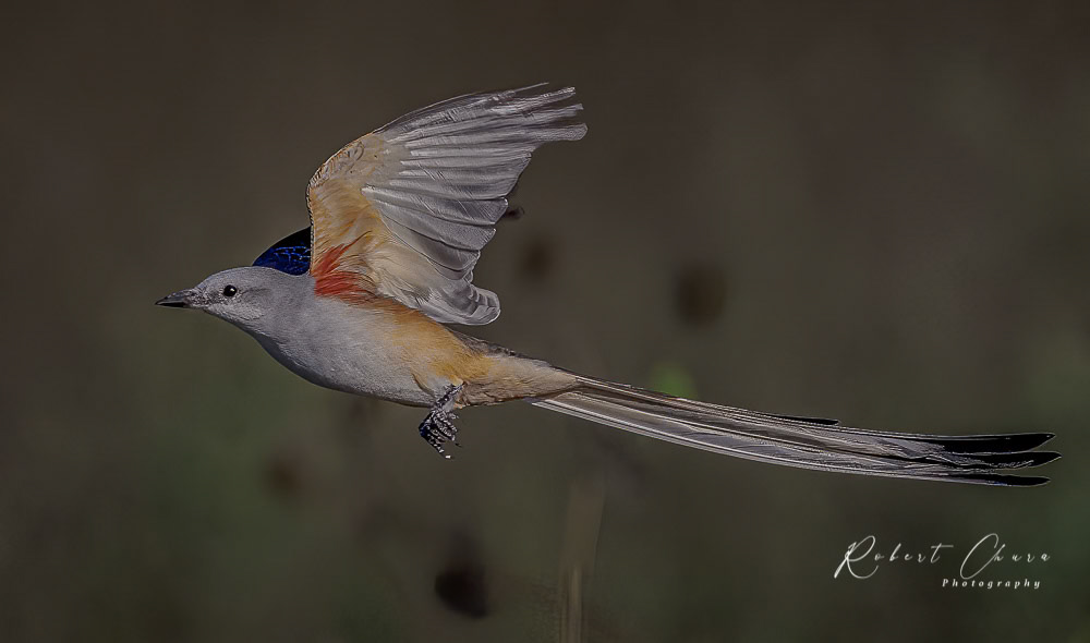 Scissor-tailed Flycatcher