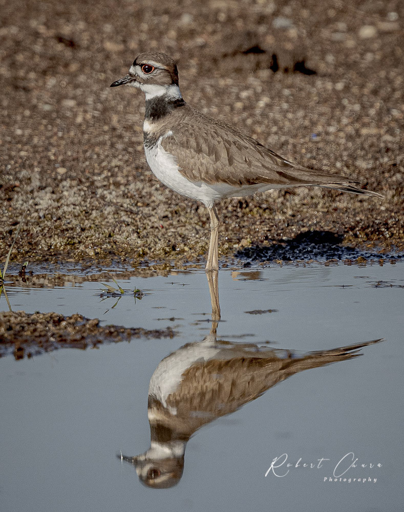 Killdeer and Reflection