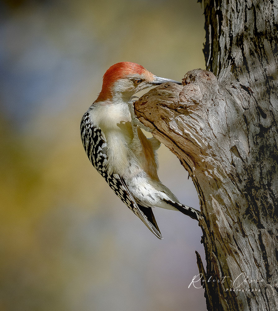 Female Woodpecker 3141