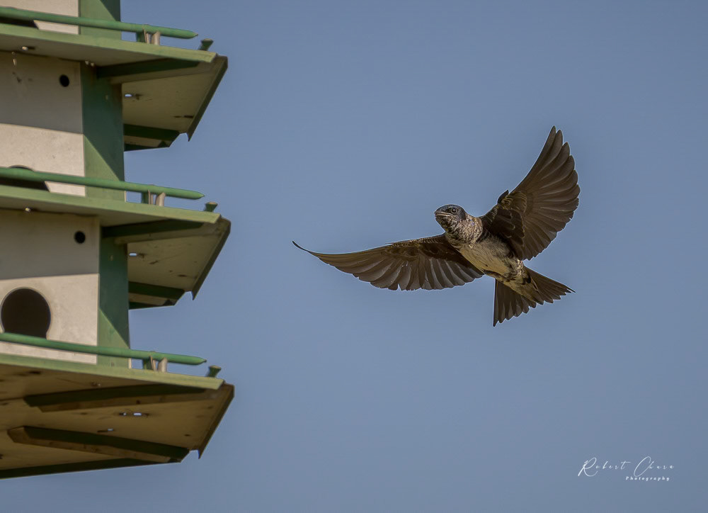 Purple Martin Moving Up