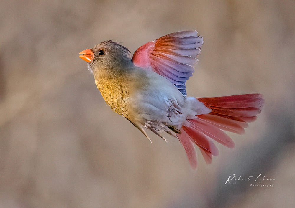Flight of the Cardinal