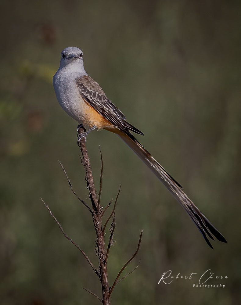 Scissor-tailed Flycatcher at rest