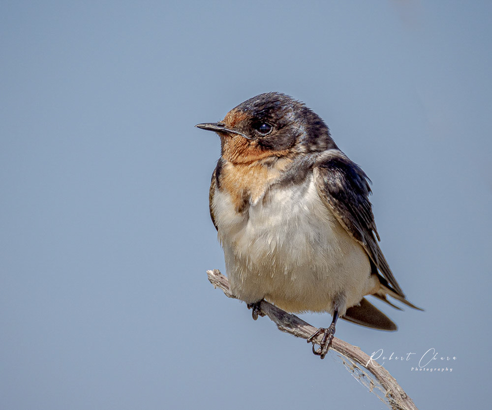 Barn Swallow