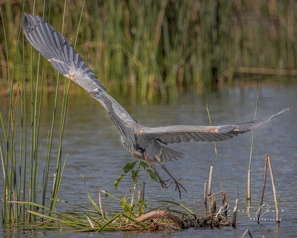 Heron Flight