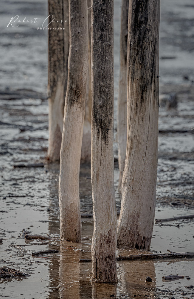Tree Trunks