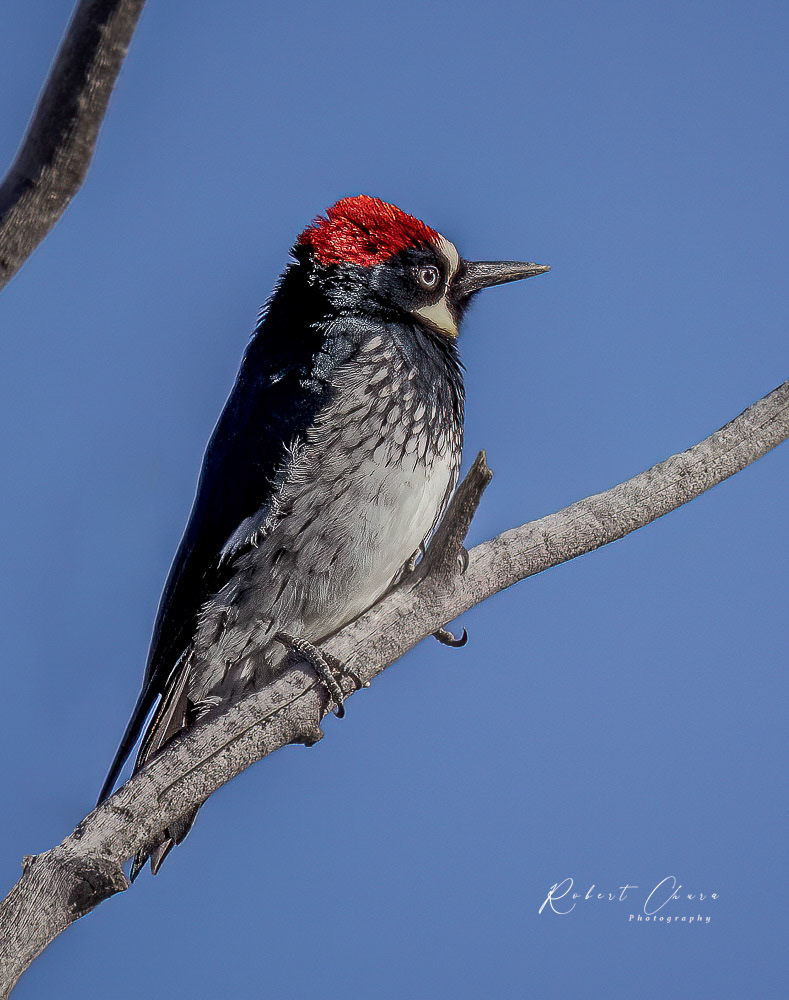 Female Acorn Woodpecker