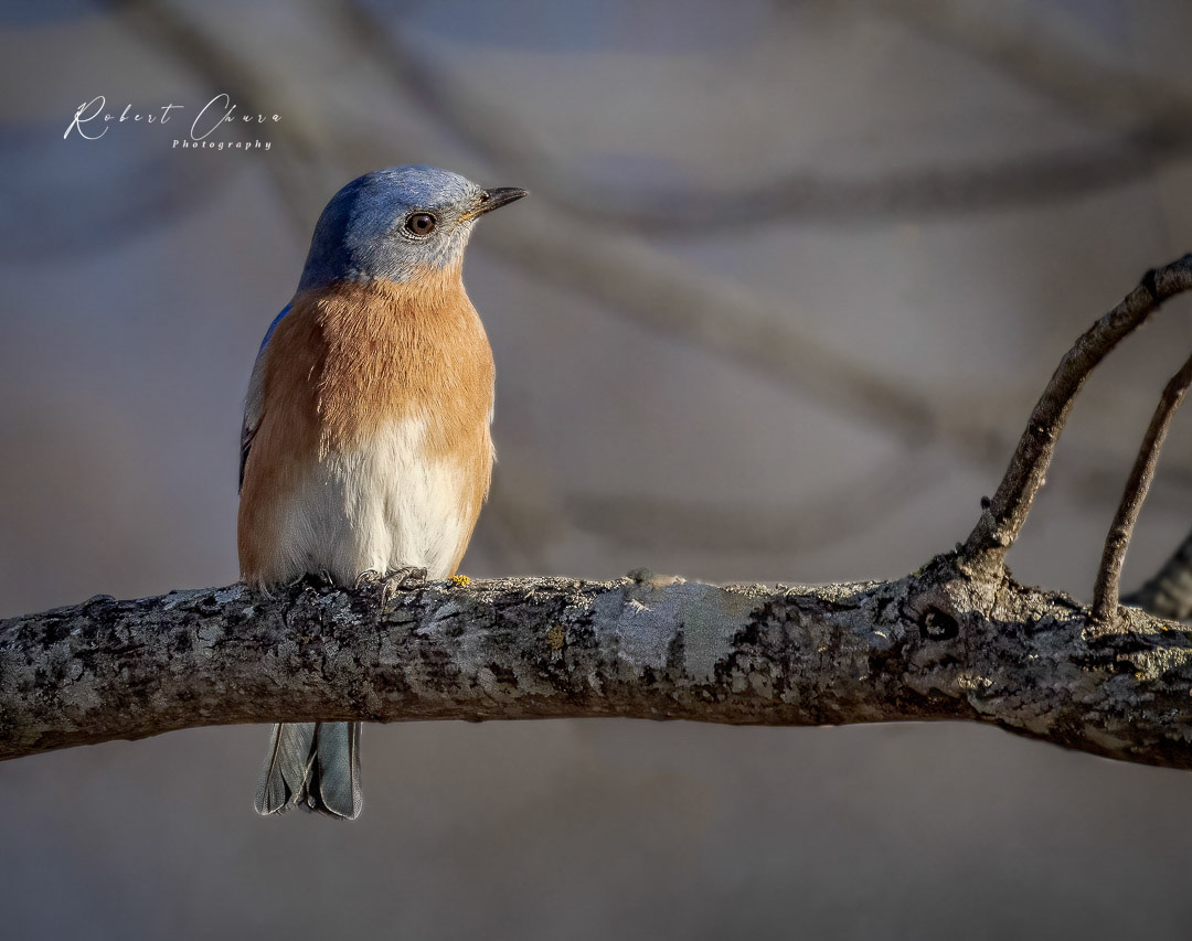 Bluebird in Thought