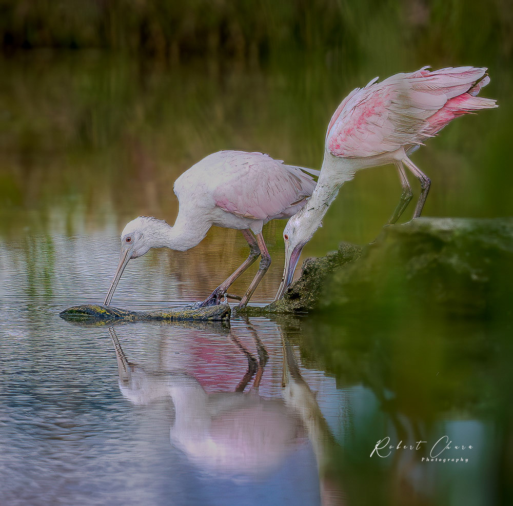 Roseate Spoonbills