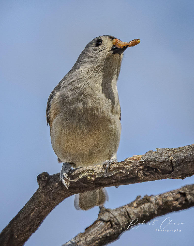 Tufted Titmouse