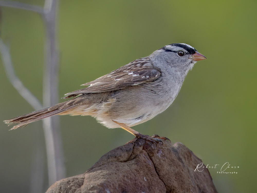 White-crowned Sparrow at Acton