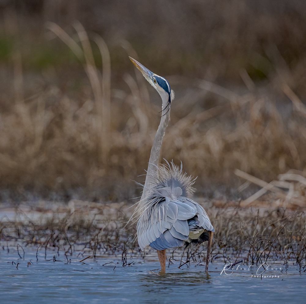 Great Blue Heron doing a mating dance