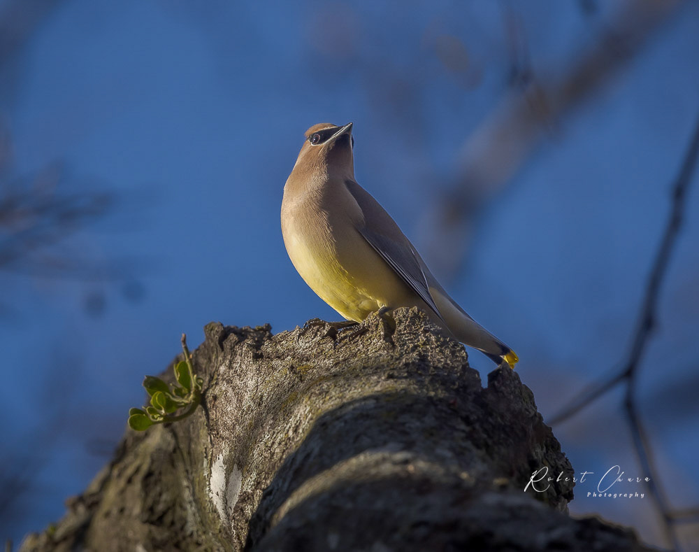 Cedar Waxwing Benbrook