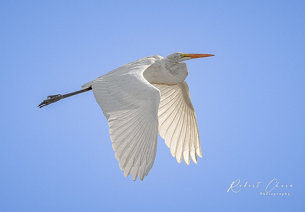 Great White Flight S1 of 11
