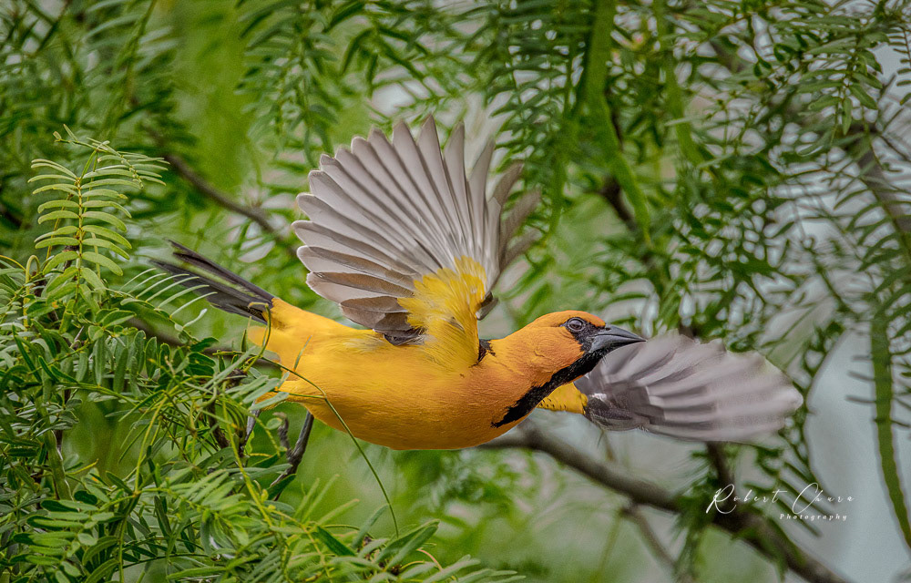 Altamira Oriole