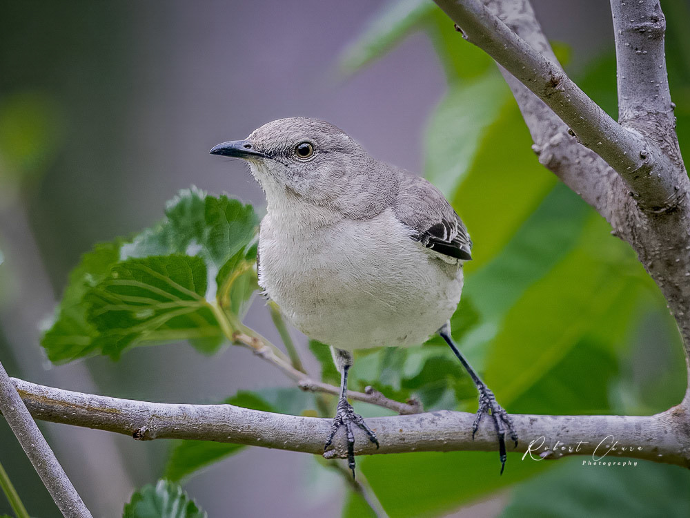 Northern Mockingbird