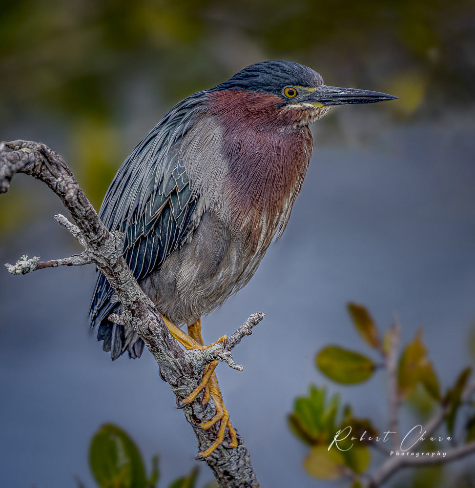 Green Heron Perched