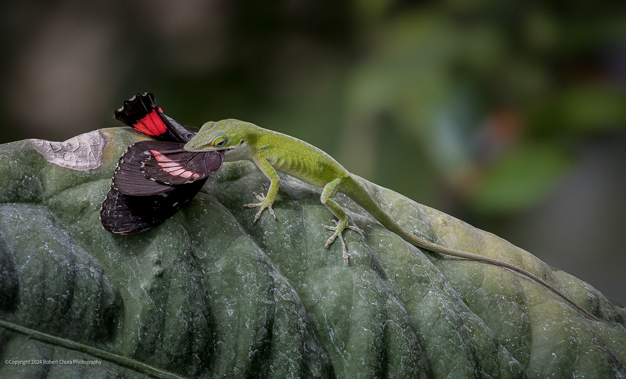 Death in the Gardens