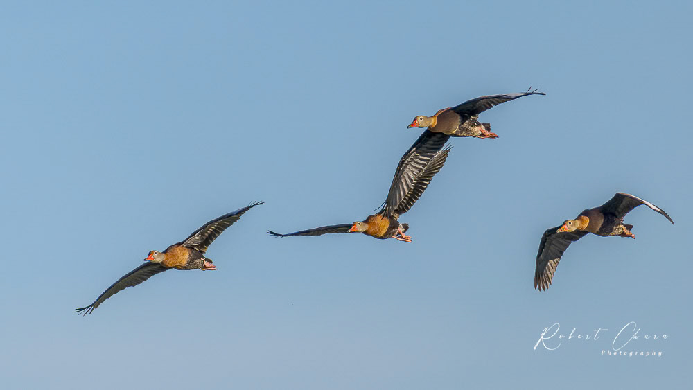 Black-bellied Whistling-Duck Formation