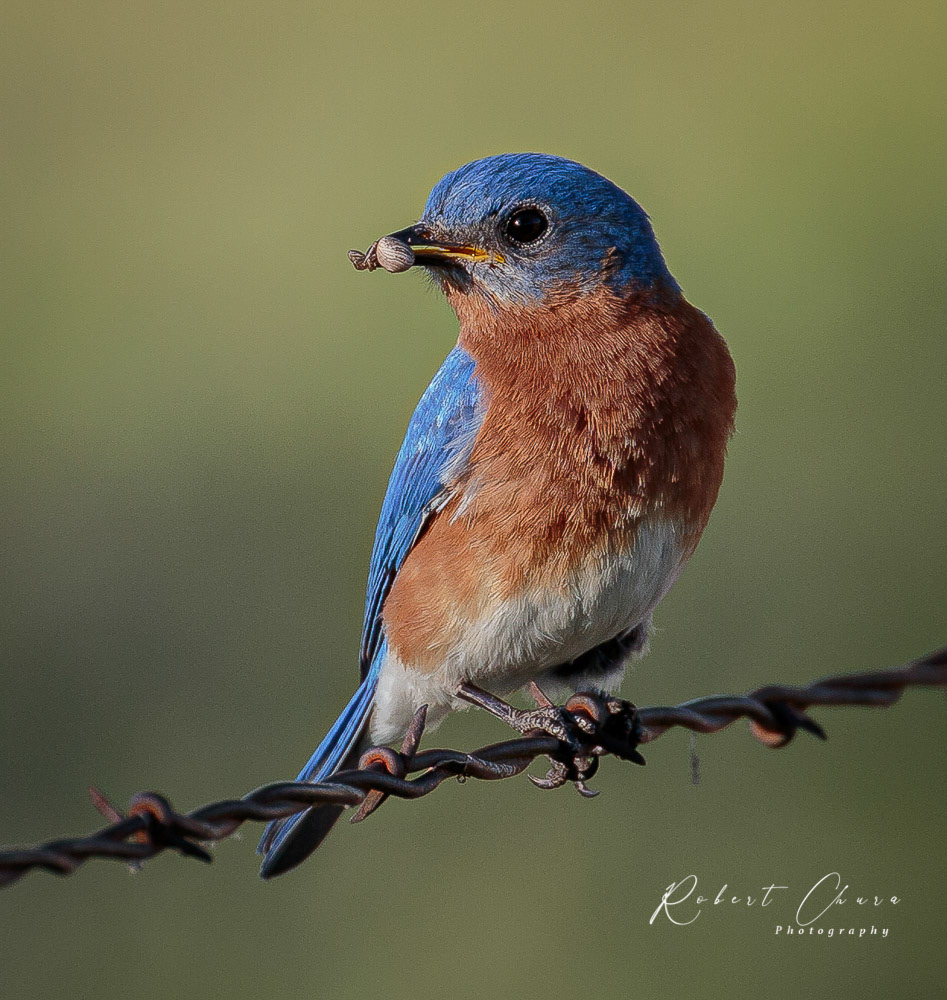Eastern Bluebird with a Snail