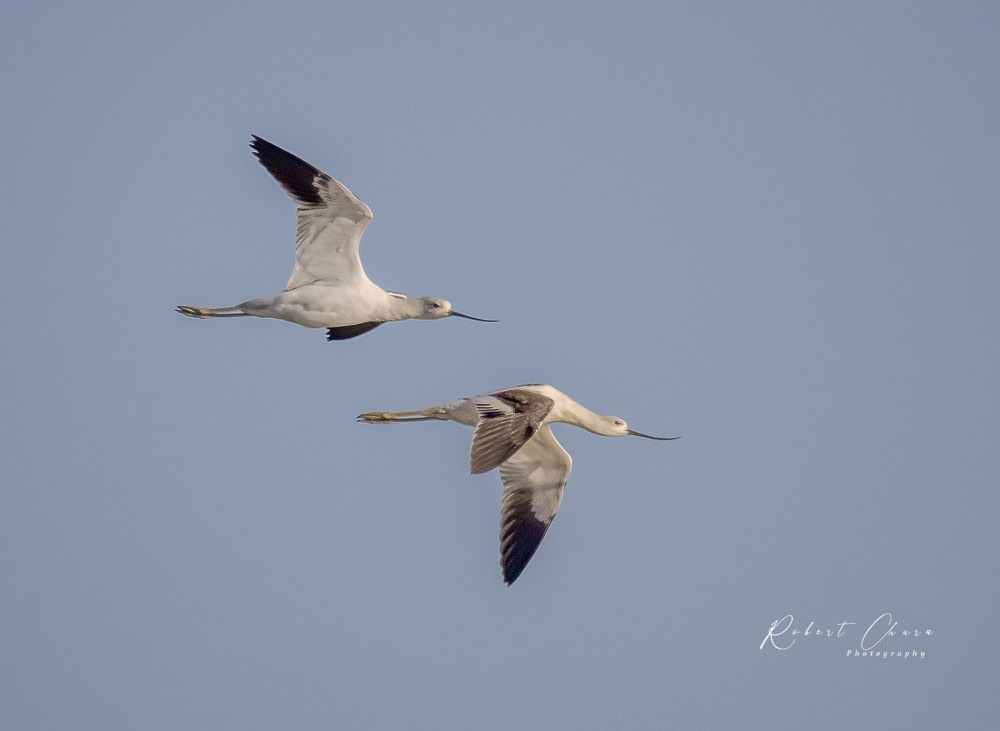 Pair of Avocet