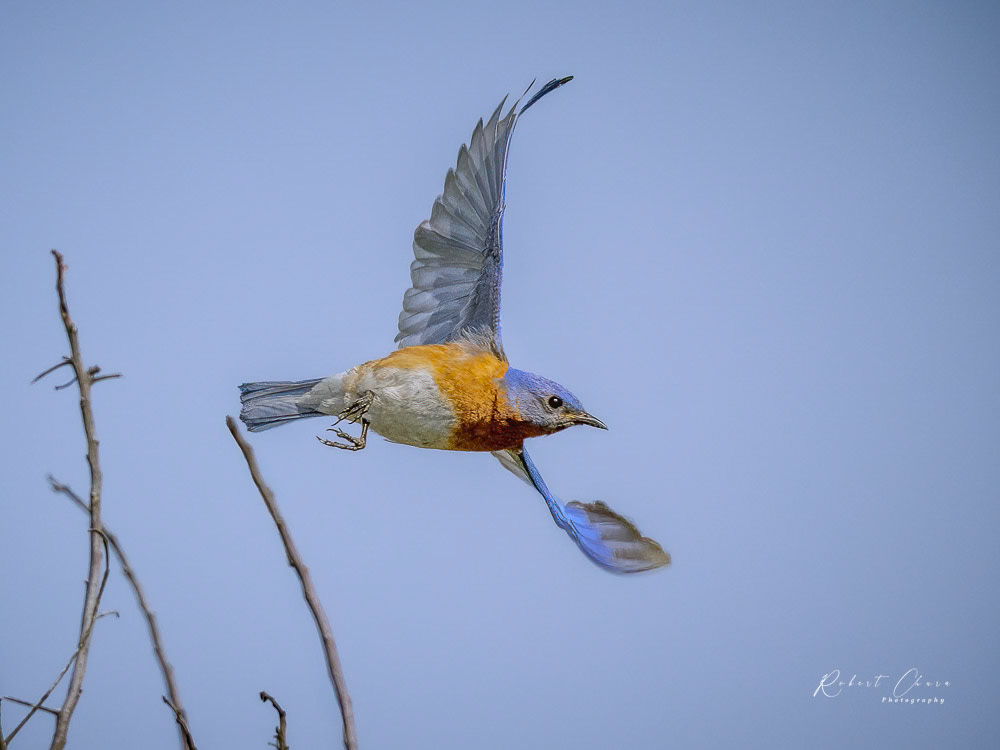 Eastern Bluebird Acton