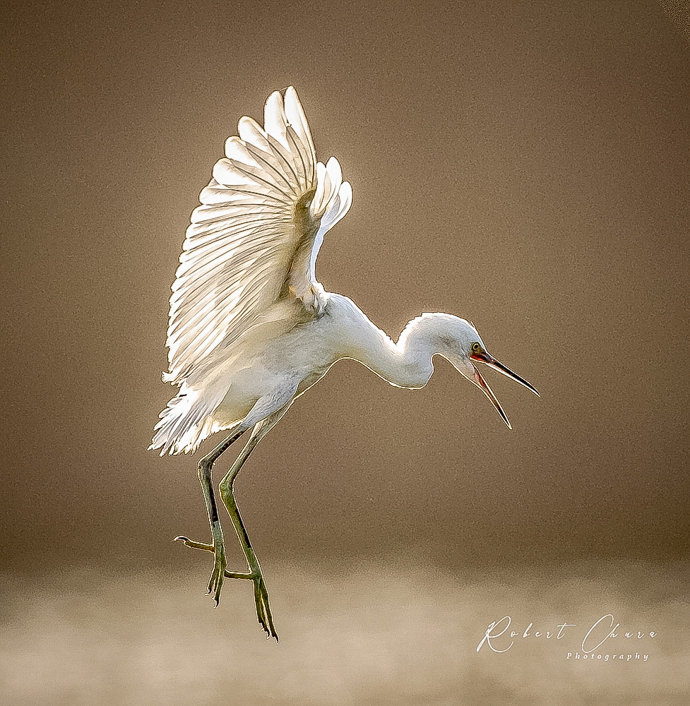 Egret  at High Island