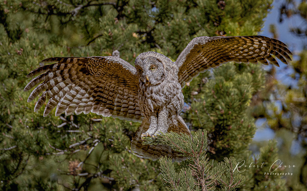 Great Grey Owl 6547