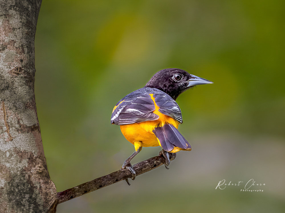 Hooded Oriole Out on a Limb
