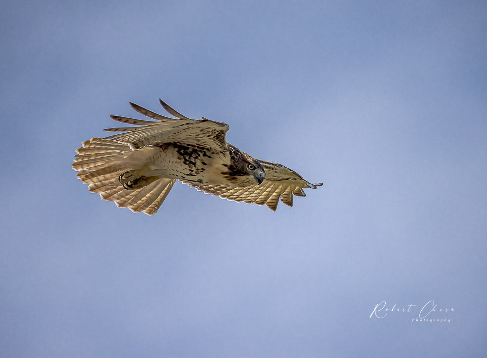 Red-tailed Hawk Attack