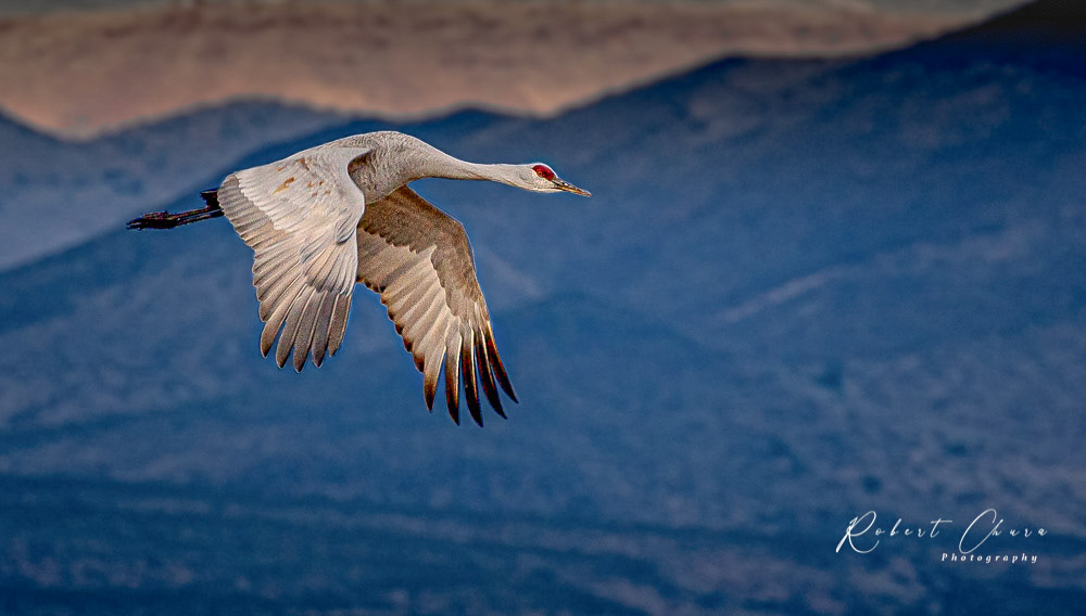 Sandhill at Dusk
