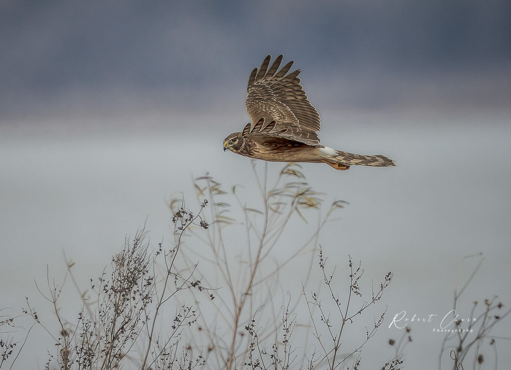 Flight above the Brush