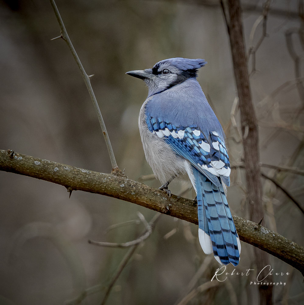 Blue Jay Way CNC